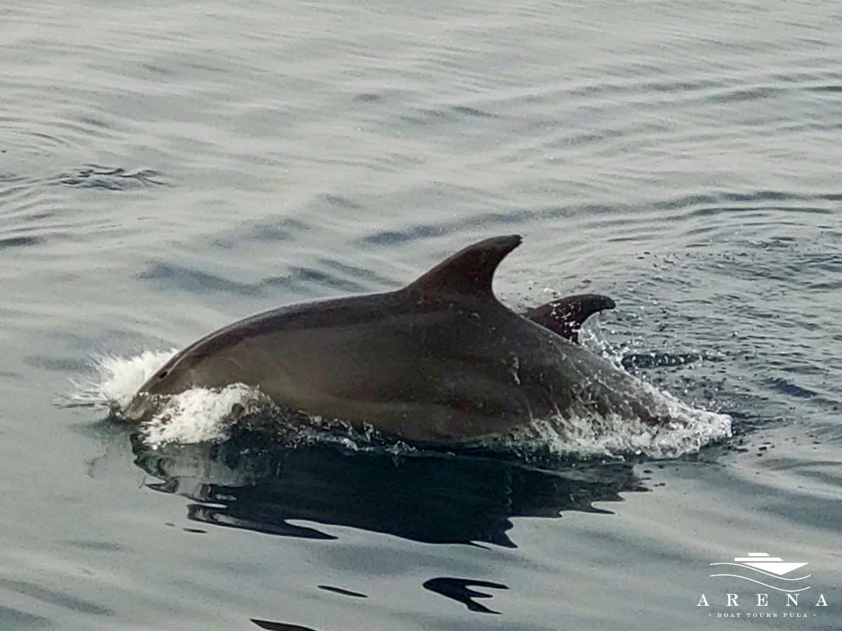 Panoramic Dolphin Sunset Tour